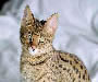 Savannah Cat Pictures