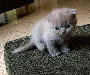 Scottish Fold Kitten Pictures