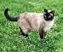 Siamese Pictures - #1