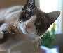 Snowshoe Snowshoe