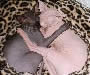 Sphynx Pictures - #1