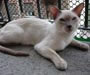 Thai Cat Thai Cat