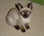 Tonkinese Tonkinese