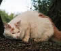 Turkish Van Pictures - #1