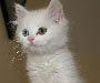 Turkish Van Kitten Pictures