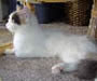 Turkish Van Turkish Van